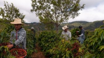 Farmers harvesting coffee in coffee plantations of Guatemala